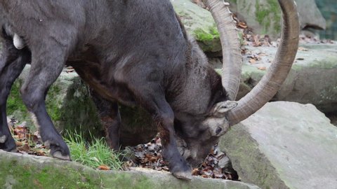 Close up of Capricorn eating from a rock.