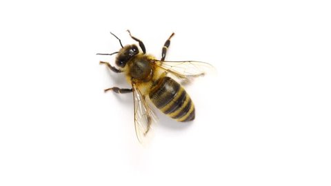 honey bee preening itself on white background
