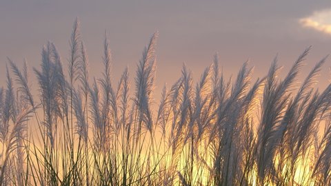 beautiful reeds flower with sunset light