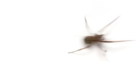 Spider fast running on white background

