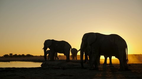Silhouette of African elephants at isolated desert waterhole. Reflection in water of distant elephant walking past during golden sunset. Backlit dust kicked up as closer bulls shuffle.
