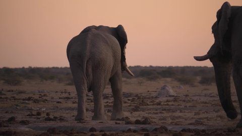 Old male African Elephant walks away to fading pink sky after sunset, walking through open arid area covered in elephant dung droppings, while another bull stands motionless on the right of frame