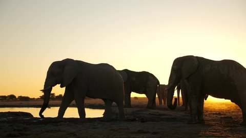 Large bull African elephant walks from right to left in front of waterhole, leaving the rest of the herd standing peacefully, silhouetted against the clear golden sky at sunset.