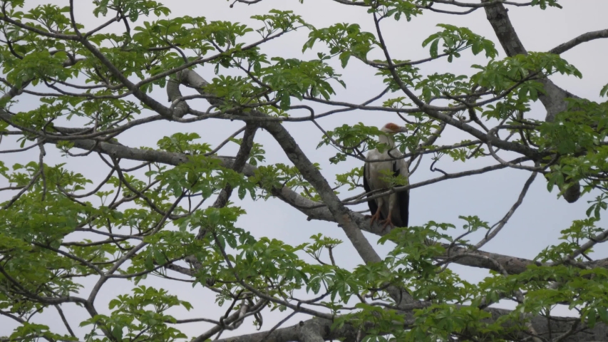 Palm nut vulture at Reserva de namibe in Angola