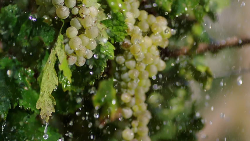 Close-up of a branch of ripe grapes under raindrops. Heavy rain on vineyard. Irrigation of grape tree . Beautiful stock footage for wine commercial . Shot on ARRI ALEXA Cinema Camera in slow motion . Royalty-Free Stock Footage #1040922305