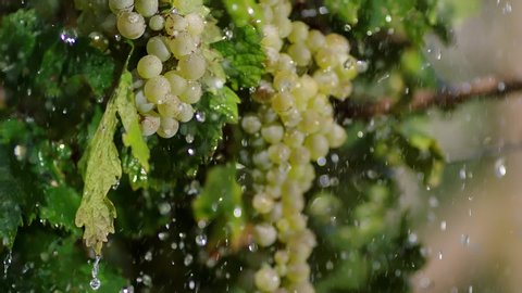 Close-up of a branch of ripe grapes under raindrops. Heavy rain on vineyard. Irrigation of grape tree . Beautiful stock footage for wine commercial . Shot on ARRI ALEXA Cinema Camera in slow motion .