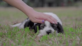 Close up woman hand petting her puppies. 