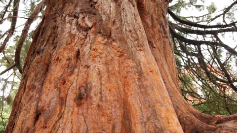 Giant sequoia redwood tree smooth camera tilt to bark base