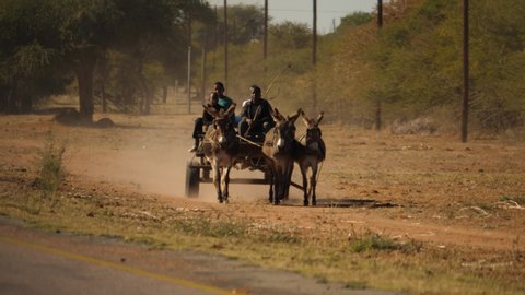 Rural, BOTSWANA - circa 2019: Slow motion donkey cart driven by four African teenage boys on dirt road alongside tar road in rural Botswana in a drought. 5 donkeys kick up dust in dry grass landscape
