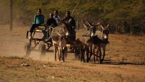 Rural, BOTSWANA - circa 2019: Slow motion donkey cart with four African teenagers rides on dirt road. Transport water in drought. 5 donkeys kick up dust between dry grass, rugged thorn bushes
