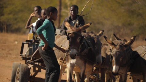 Rural, BOTSWANA - circa 2019: African teenage boy releases donkeys pulling cart, then hops onto donkey cart with three friends as it pulls away. Slow motion, transporting water in drought in Africa