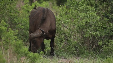african buffalo on the greenest part of tsavo ouest