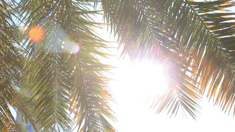 Date palm tree with sun shining through branches