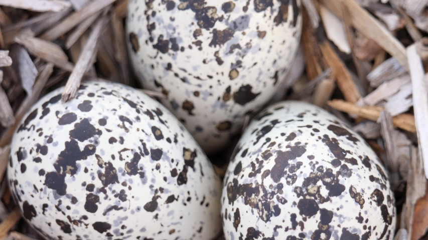 Beautiful killdeer eggs in a nest on the ground at sunset