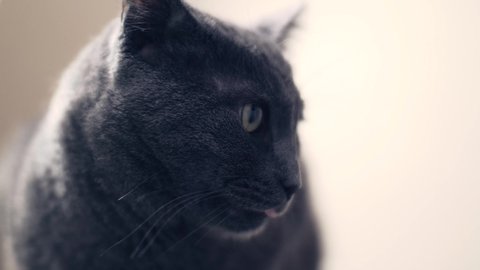 Gray russian blue cat turns his head to the left