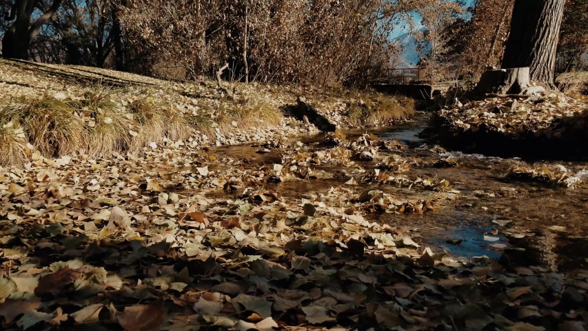 Wide shot of river bed in the park. Water moving slow. Leaves falling from the trees.