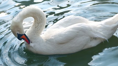 mute swan (cygnus olor) preening feathers at slow motion (graded)