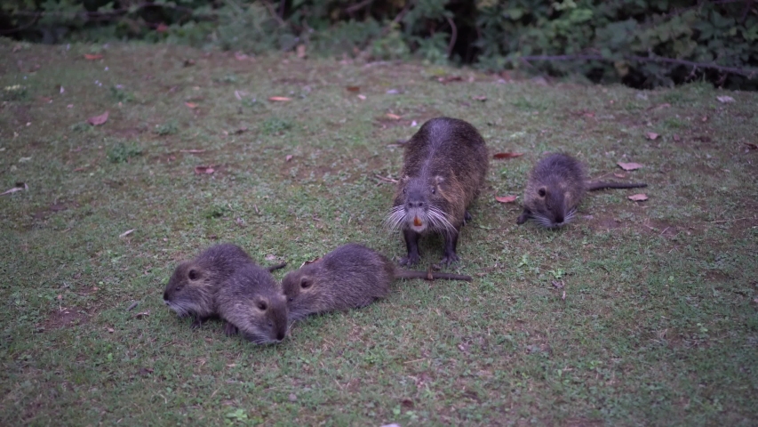 Animal families in natural environment. Wild baby coypu Myocastor Coypus following his mother. Coypu family with babies resting. Family of many little nutria and mom near lago di garlate Lecco city.