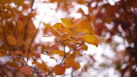 
Autumn colored leaves close-up video