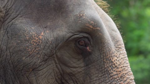 Close-up zoom of Elephant Eye while The elephant is moving his head. footage video b-roll scene 4k.