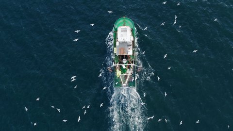 Aerial view fishing boat flying drone with large catch fish swirling hungry gulls flock of glaruses. Small ship floats on a sea surface leaving a path of sea foam water. Top view. Copy space