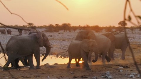 Elephants fighting in Etosha National Park, Namibia