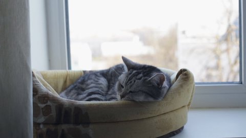British gray cat sleeps in his window house