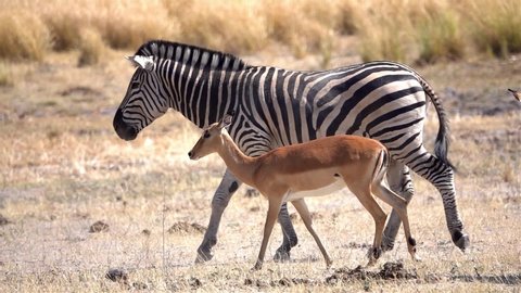 Zebra and Impalas walkin in the wild
Slow Motion shot of Zebra and Impalas walkin in the wild, Chobe National Park, Zimbabwe
