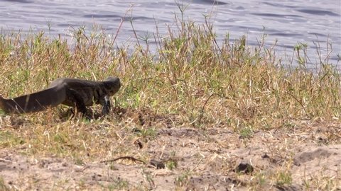 African water monitor lizard Walking Near River, Chobe river National Park Zimbabwe