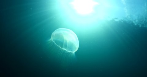 moon jellyfish scenery underwater sun beams and rays slow close up aurelia aurita