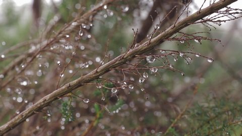 Close up of heather (Erica arborea) with water drops blowing in the wind in "Paul da Serra" forest, Madeira island
