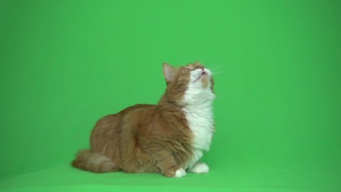 red cat looks up and screams on a green screen
