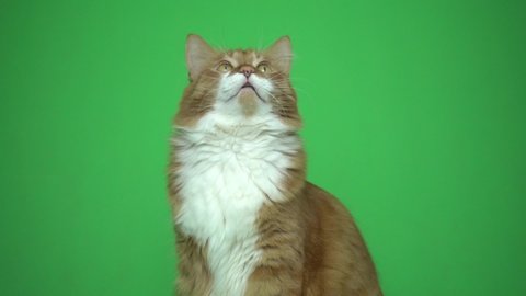 red cat looks up and talks on a green screen