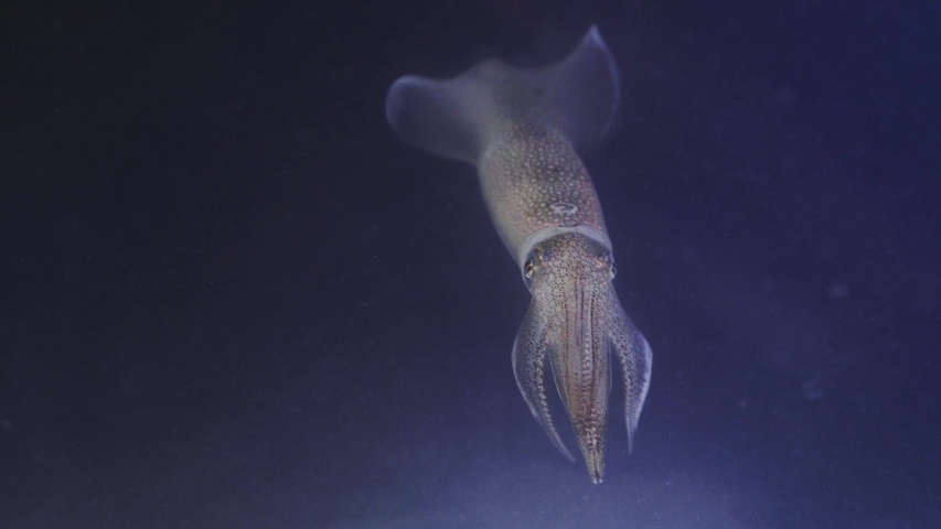 Close-up of squid swimming in the water. Squid or Sepioteuthis lessoniana in Thailand Royalty-Free Stock Footage #1040975696