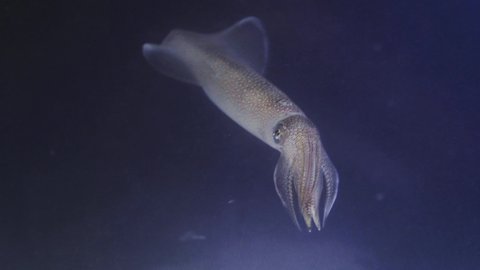 Close-up of squid swimming in the water. Squid or Sepioteuthis lessoniana in Thailand