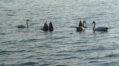 Swan in the Black Sea near Burgas, Bulgaria. Whooper swan, Cygnus cygnus.