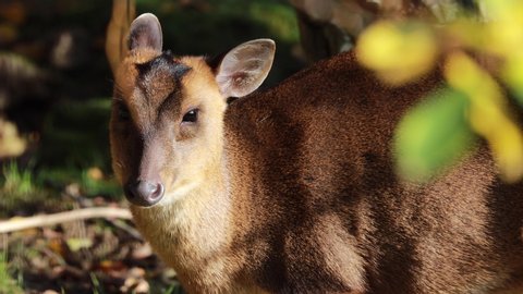 Muntjac deer, Muntiacus, feeding or eating on a sunny bright day within woodland during autumn/winter in November