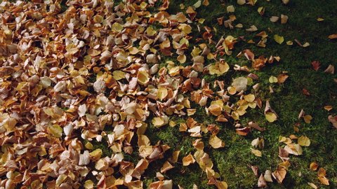 Cleaning the Autumn Leaves with a Leaf Blower. Leaves on the lawn are blown away