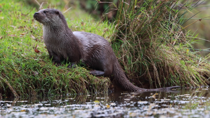 European Otter, Lutra lutra, seen from low angle besides a pond on the bank and in tree while yawning/looking around during autumn/winter in November.