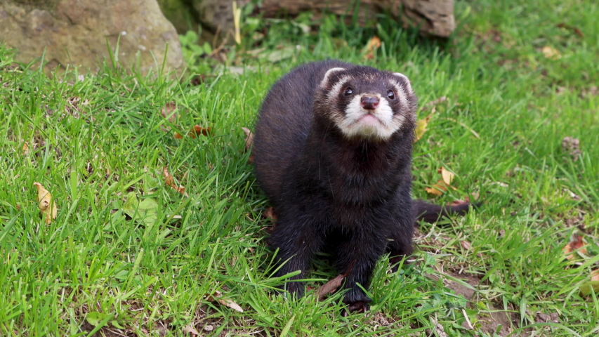 Polecat, Mustela putorius, close up while sniffing and looking around with log, grass and moss background during autumn/winter in November. | Shutterstock HD Video #1040977280