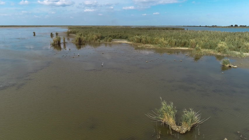 low flight over a bird nest swamp