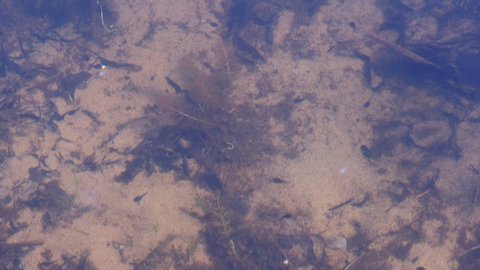 Tadpoles are swimming in shallow pond. Early stage frog tadpoles of development into amphibians are swim around a pond. Tadpoles in pond moving in clear water. Frog life cycle in wild nature.