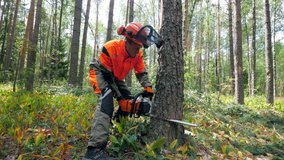 One man cuts a tree, using chainsaw. - Powered by Shutterstock - Get 15% off with code: PIKWIZARD15