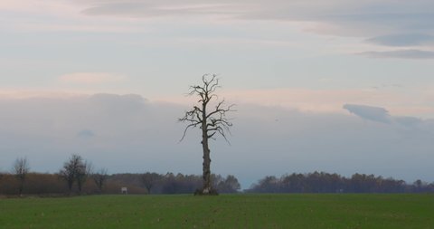 Single tree in the valley. Leafless strange tree in the middle of the field. Lifeless between alive concept.