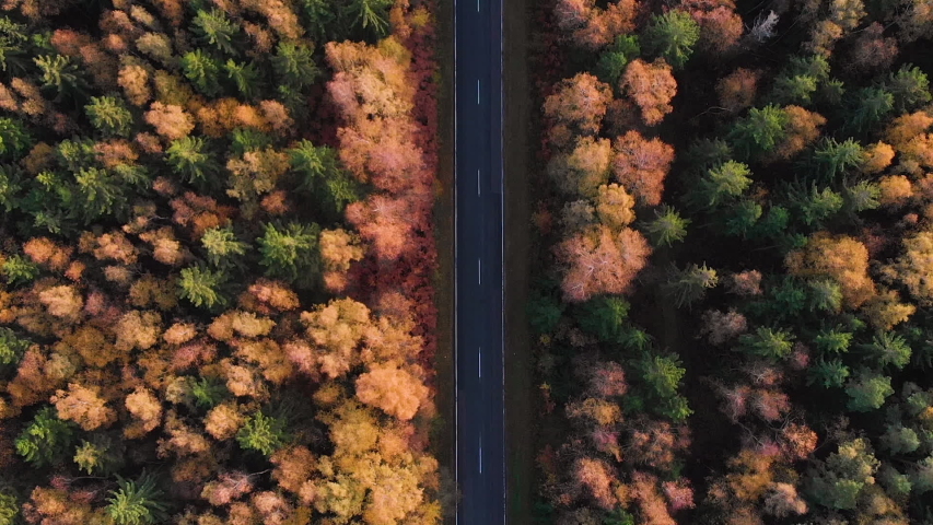Aerial View Above Road in Forest in Fall With Cars. Aerial Top View Over Straight Road With Cars in Colorful Countryside Autumn Forest. Fall Orange, Green, Yellow, Red Leaves Trees Woods. Royalty-Free Stock Footage #1040989355