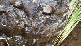 A short, close-up video clip looking down onto a stream of clean, pure water flowing through a Colorado forest..