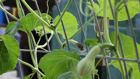 Panning across and up a butternut squash vine that is setting new, baby fruits. The plant is growing up a trellis that is shaking in the wind. Several new squash with blooms still attached are seen.