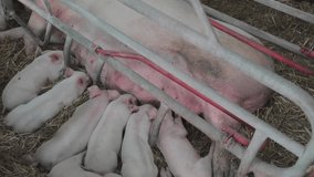 Suckling Piglets and Big Sow in Farrowing Pen at Farm