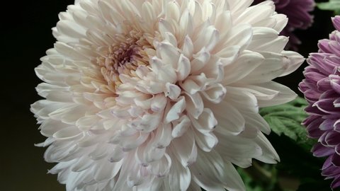 Autumn flowers. Beautiful bouquet of large pink and white chrysanthemum flowers. Used as floral background.
