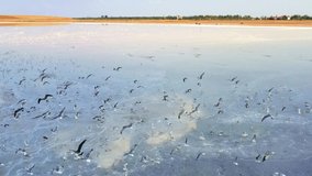 Seagulls fly over a blue salt lake